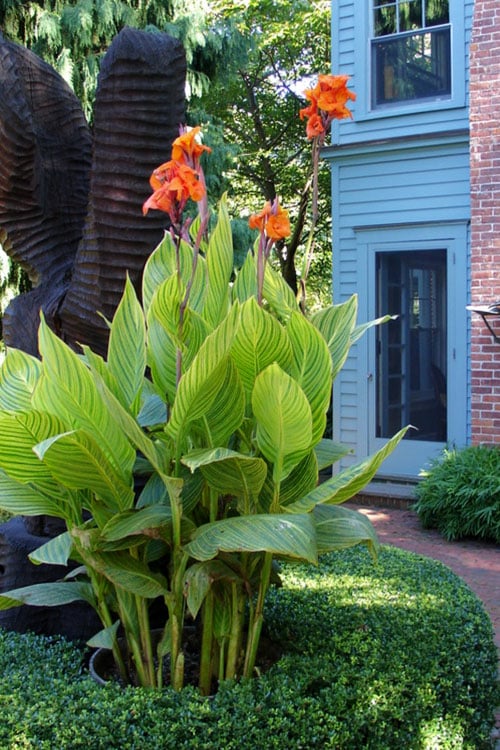  Bengal Tiger Canna Lily - 1 Gallon Pot