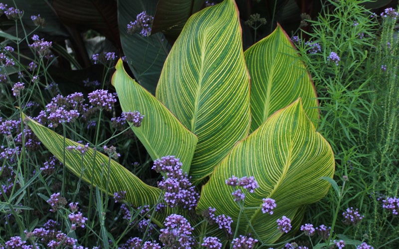  Bengal Tiger Canna Lily - 1 Gallon Pot