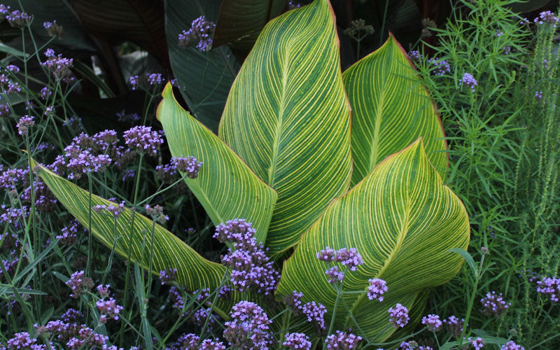  Bengal Tiger Canna Lily - 1 Gallon Pot