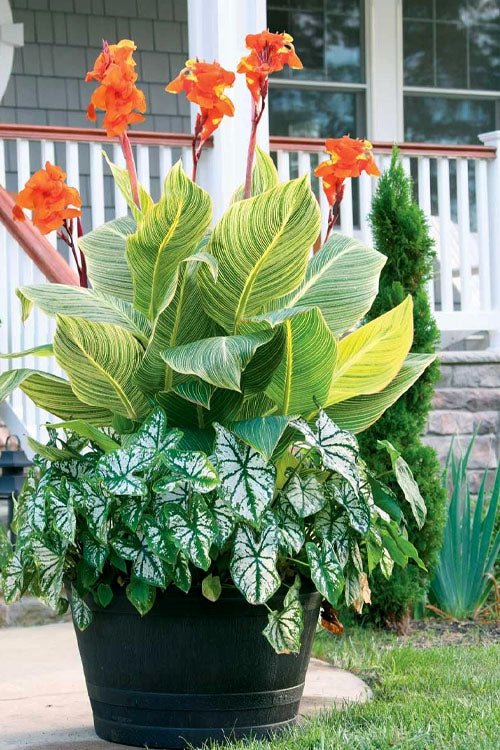  Bengal Tiger Canna Lily - 1 Gallon Pot