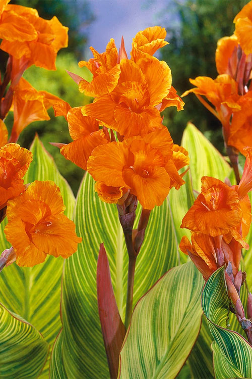  Bengal Tiger Canna Lily - 3 Gallon Pot