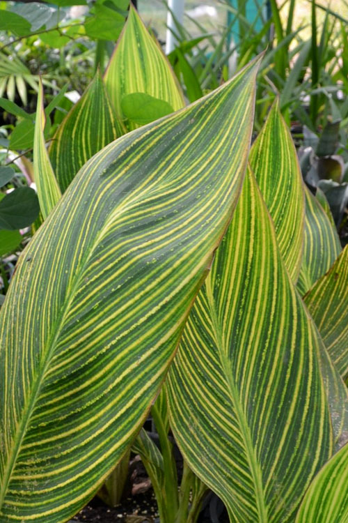  Bengal Tiger Canna Lily - 3 Gallon Pot