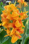  Tenerife Island Canna Lily - 1 Gallon Pot