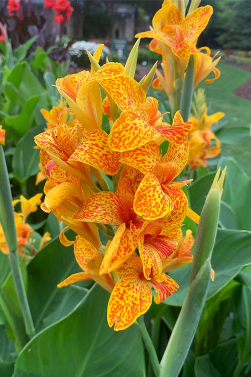  Tenerife Island Canna Lily - 1 Gallon Pot