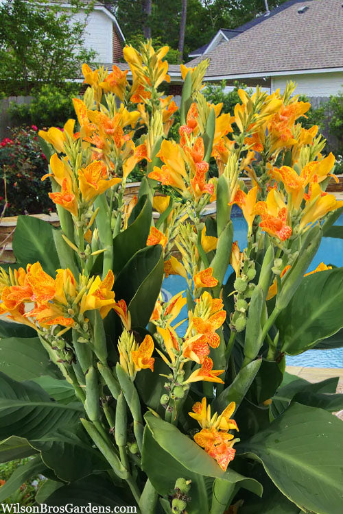  Tenerife Island Canna Lily - 1 Gallon Pot