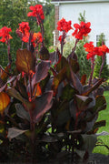  Tropicanna Black Canna Lily - 2 Gallon Pot