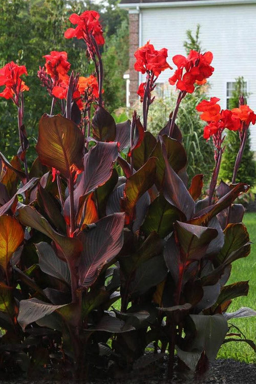  Tropicanna Black Canna Lily - 2 Gallon Pot