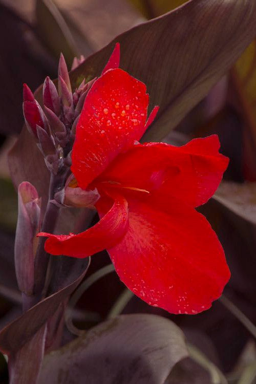  Tropicanna Black Canna Lily - 2 Gallon Pot