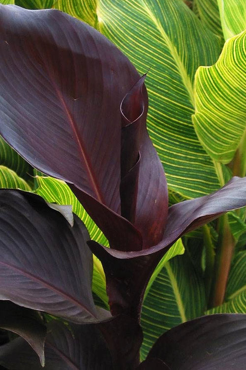  Tropicanna Black Canna Lily - 3 Gallon Pot