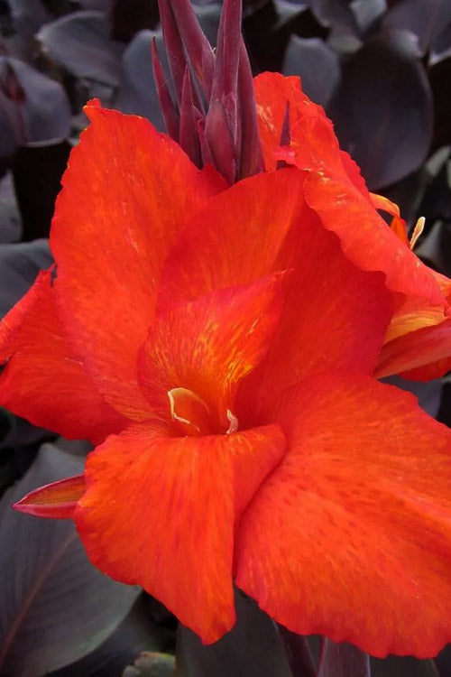  Tropicanna Black Canna Lily - 2 Gallon Pot
