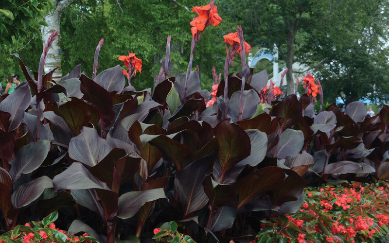  Tropicanna Black Canna Lily - 2 Gallon Pot