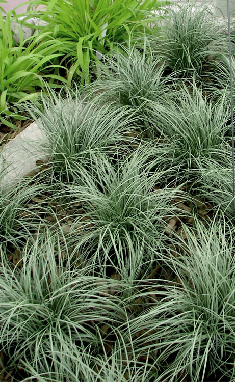  Amazon Mist Carex - 10 Pack Of Quart Pots