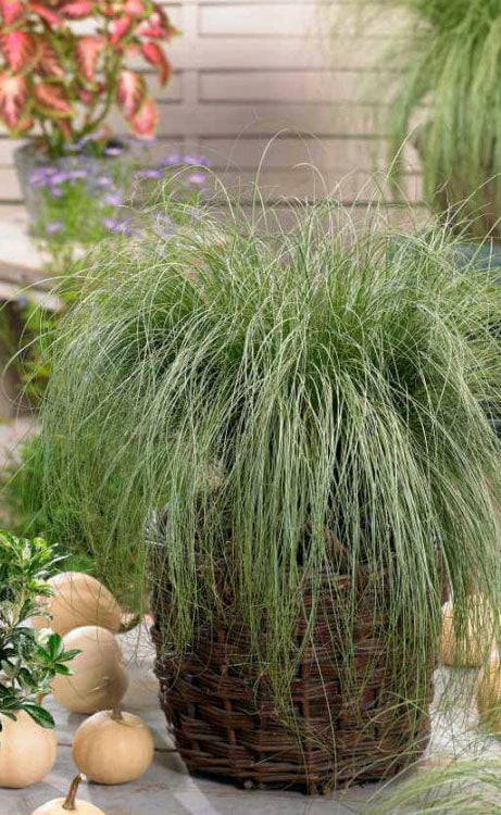  Amazon Mist Carex - 12 Pack Of Quart Pots