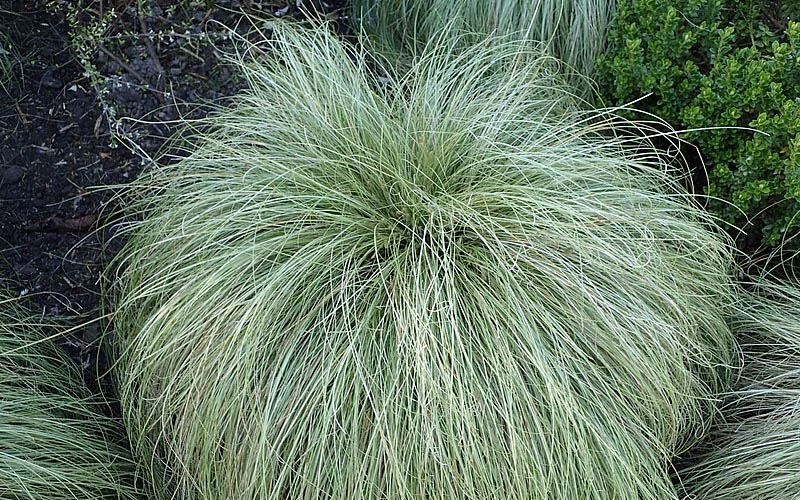  Amazon Mist Carex - 12 Pack Of Quart Pots