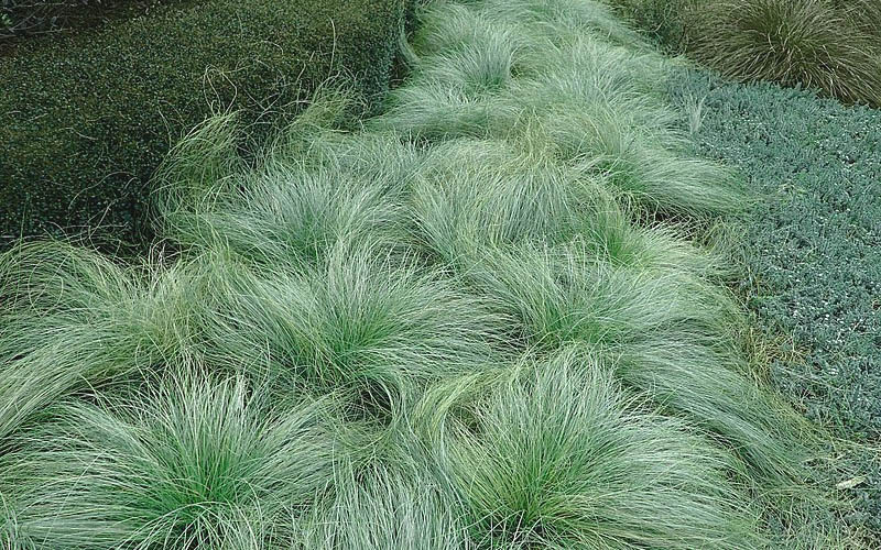  Amazon Mist Carex - 12 Pack Of Quart Pots