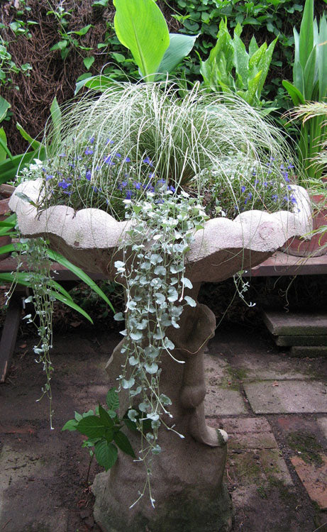  Amazon Mist Carex - 12 Pack Of Quart Pots