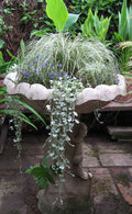  Amazon Mist Carex - 12 Pack Of Quart Pots