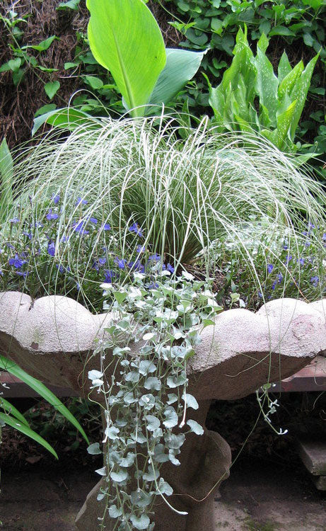  Amazon Mist Carex - 12 Pack Of Quart Pots