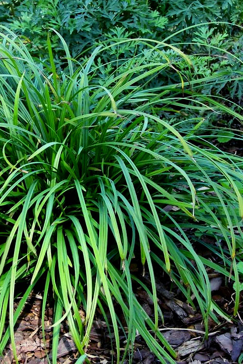  Creek Sedge (Carex Amphibola) - 1 Gallon Pot