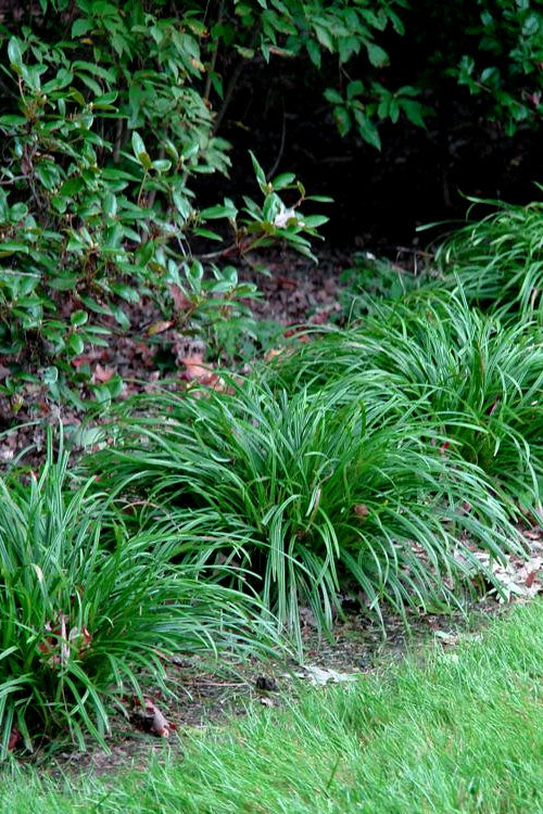  Creek Sedge (Carex Amphibola) - 8 Pack Of 1 Gallon Pots