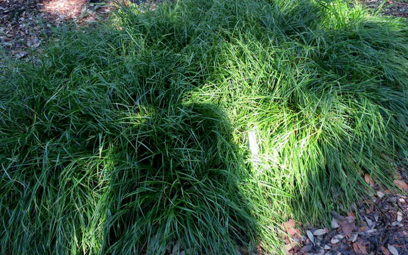  Creek Sedge (Carex Amphibola) - 8 Pack Of 1 Gallon Pots