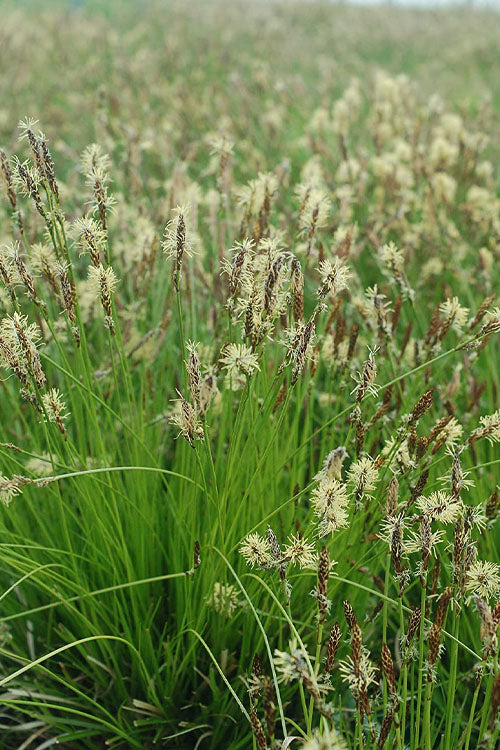  Appalachian Sedge (Carex Appalachia) - 1 Gallon Pot
