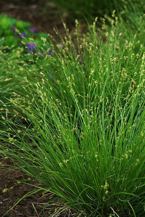  Appalachian Sedge (Carex Appalachia) - 1 Gallon Pot