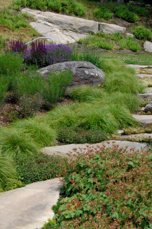  Appalachian Sedge (Carex Appalachia) - 1 Gallon Pot