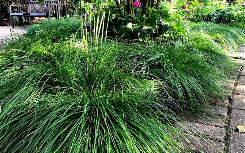  Cherokee Sedge (Carex Cherokeensis) - 8 Pack Of 1 Gallon Pots
