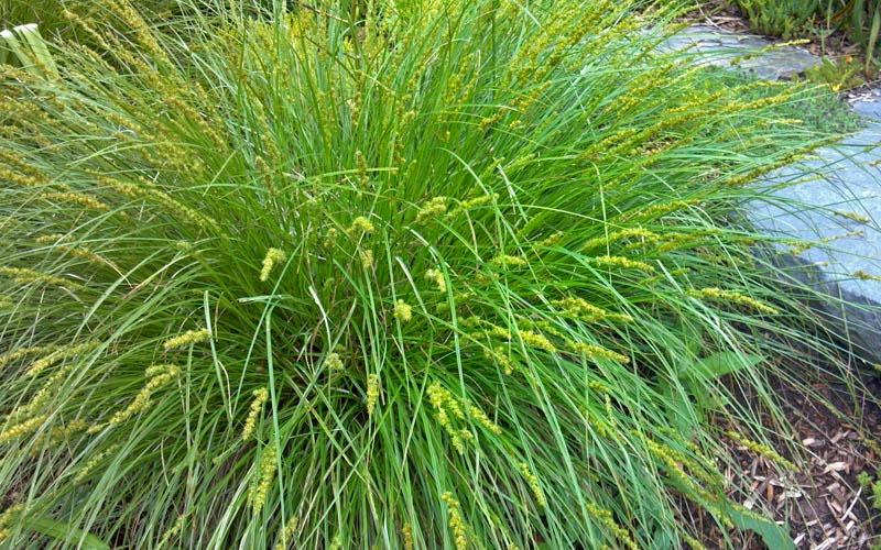  Cherokee Sedge (Carex Cherokeensis) - 1 Gallon Pot