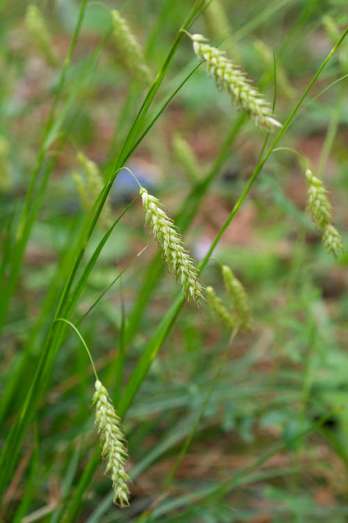  Cherokee Sedge (Carex Cherokeensis) - 8 Pack Of 1 Gallon Pots