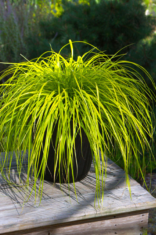  Evercolor Everillo Carex - 8 Pack Of 1 Gallon Pots