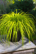  Evercolor Everillo Carex - 8 Pack Of 1 Gallon Pots