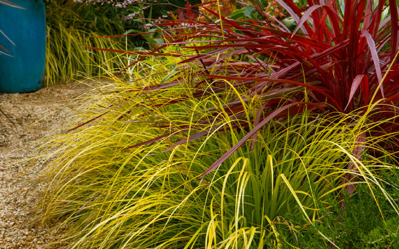  Evercolor Everillo Carex - 8 Pack Of 1 Gallon Pots