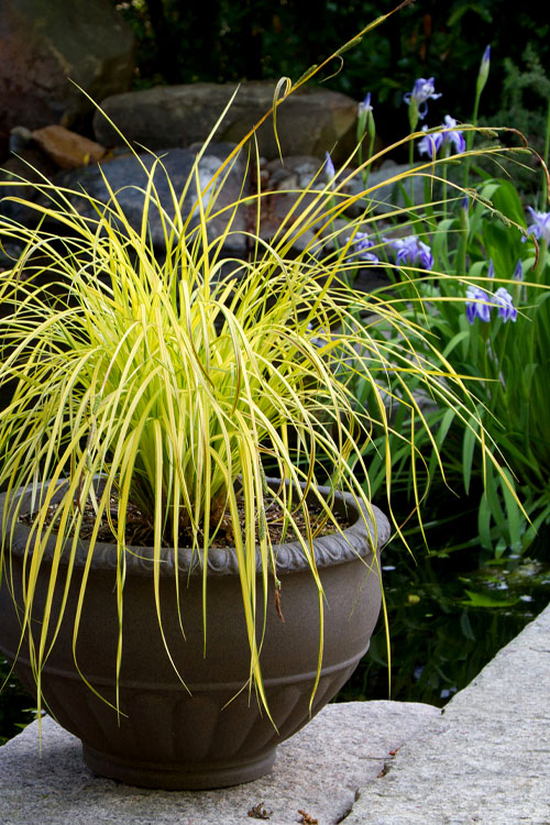  Evercolor Everillo Carex - 1 Gallon Pot