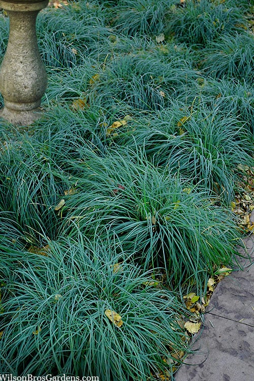  Blue Zinger Sedge Grass (Carex Flacca) - 1 Gallon Pot