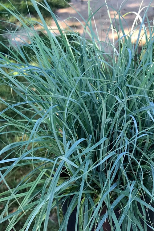  Blue Zinger Sedge Grass (Carex Flacca) - 1 Gallon Pot