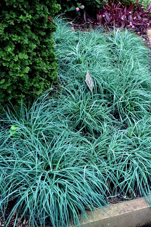  Blue Zinger Sedge Grass (Carex Flacca) - 6 Pack Of 1 Gallon Pots
