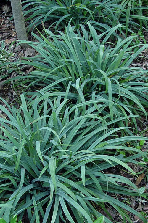  Bunny Blue Creeping Sedge (Carex Laxiculmis 'Hobb') - 1 Gallon Pot