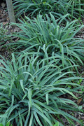  Bunny Blue Creeping Sedge (Carex Laxiculmis 'Hobb') - 1 Gallon Pot