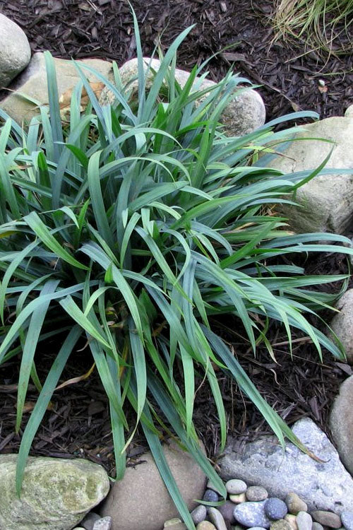  Bunny Blue Creeping Sedge (Carex Laxiculmis 'Hobb') - 1 Gallon Pot