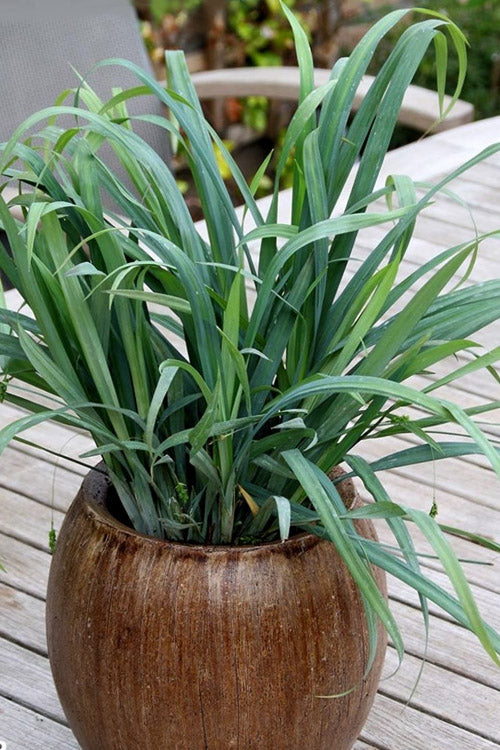  Bunny Blue Creeping Sedge (Carex Laxiculmis 'Hobb') - 1 Gallon Pot