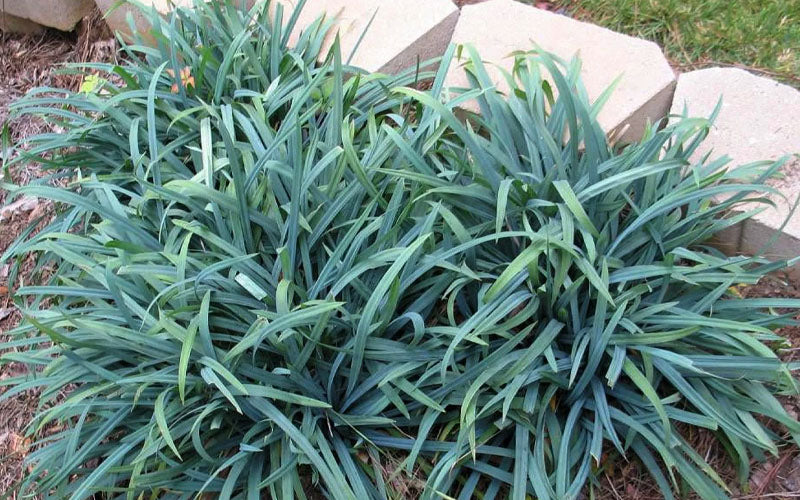  Bunny Blue Creeping Sedge (Carex Laxiculmis 'Hobb') - 1 Gallon Pot