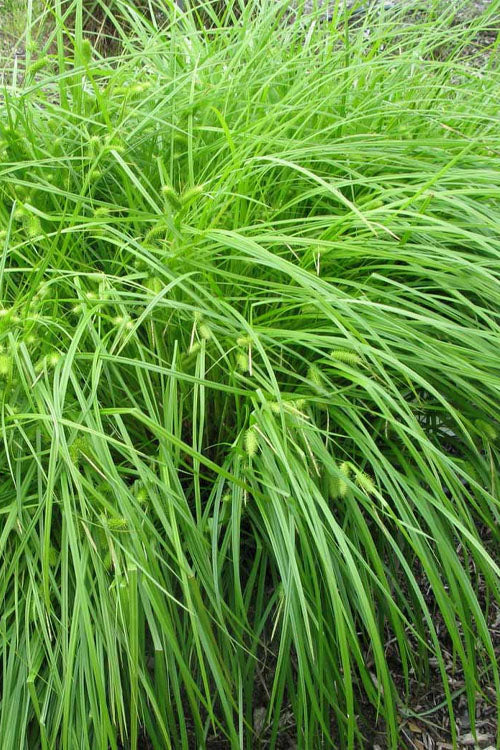  Shallow Sedge (Carex Lurida) - 8 Pack Of 1 Gallon Pots