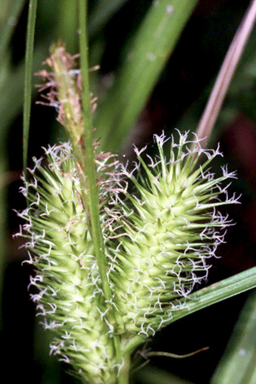  Shallow Sedge (Carex Lurida) - 8 Pack Of 1 Gallon Pots