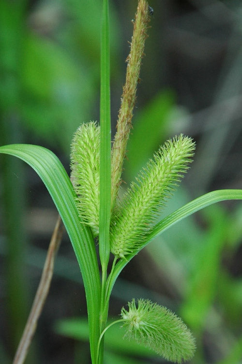  Shallow Sedge (Carex Lurida) - 6 Pack Of 1 Gallon Pots
