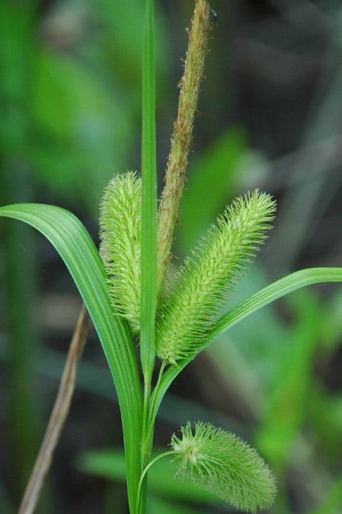  Shallow Sedge (Carex Lurida) - 8 Pack Of 1 Gallon Pots