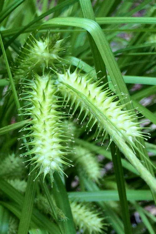 Shallow Sedge (Carex Lurida) - 6 Pack Of 1 Gallon Pots