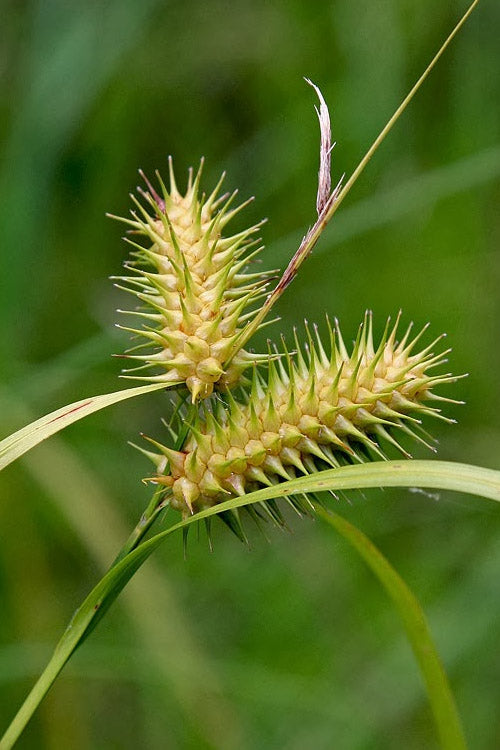  Shallow Sedge (Carex Lurida) - 6 Pack Of 1 Gallon Pots