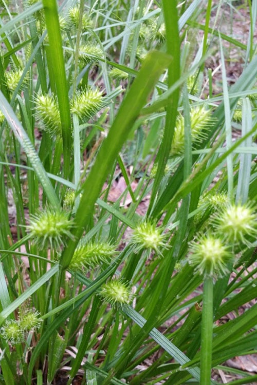  Shallow Sedge (Carex Lurida) - 8 Pack Of 1 Gallon Pots